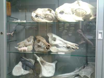 Museo del Dipartimento di Biologia: reperti ossei animali